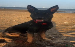 Mixed Breed dogs for sale: Matilda - Image 1