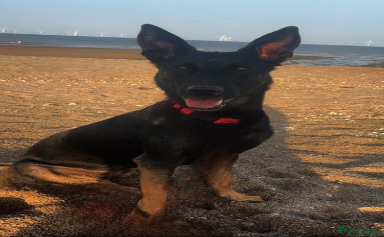 Mixed Breed dogs - Advert 6