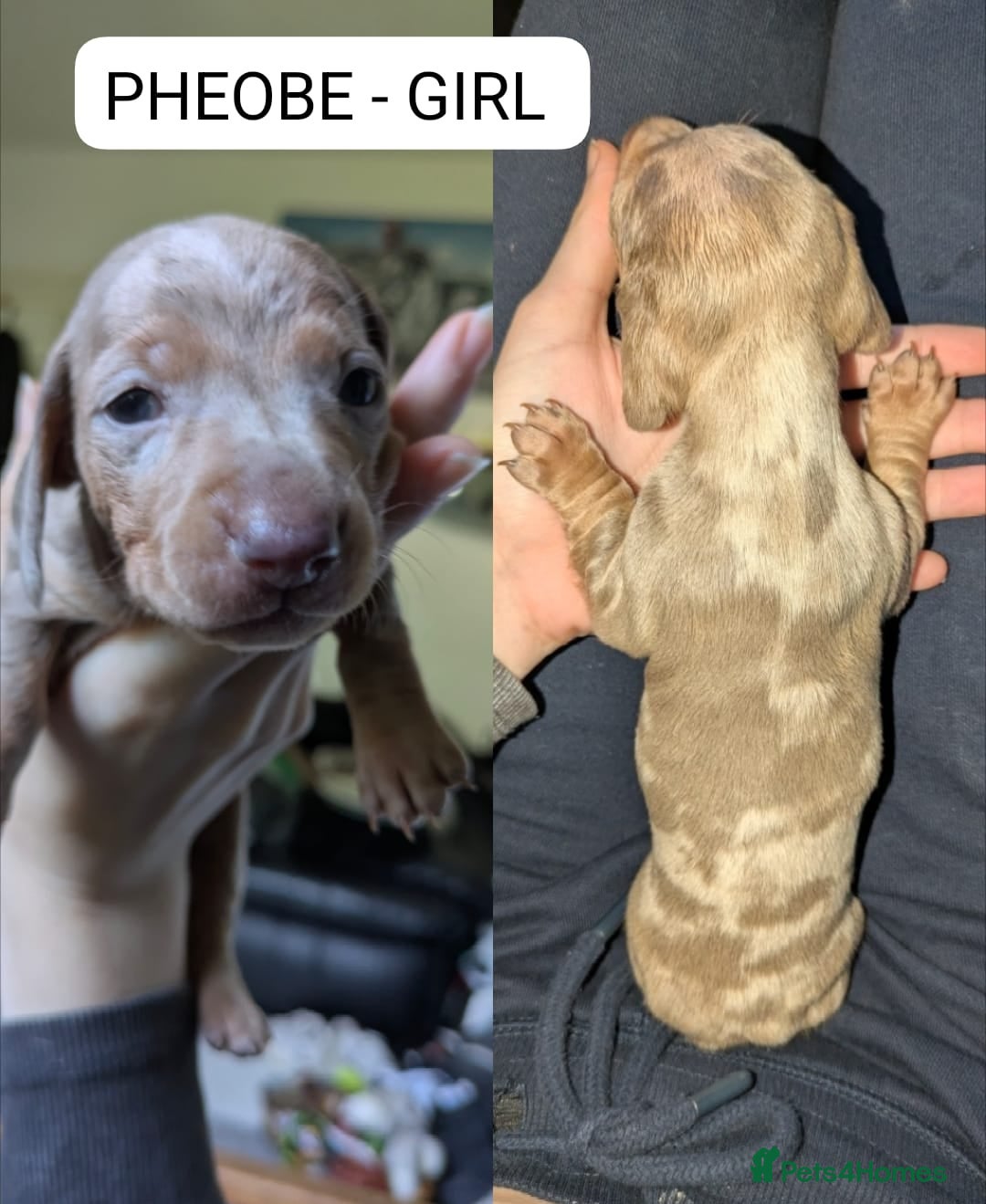 Miniature Dachshund dogs for sale: Mini dachshund’s puppies 8 weeks old - Advert 8