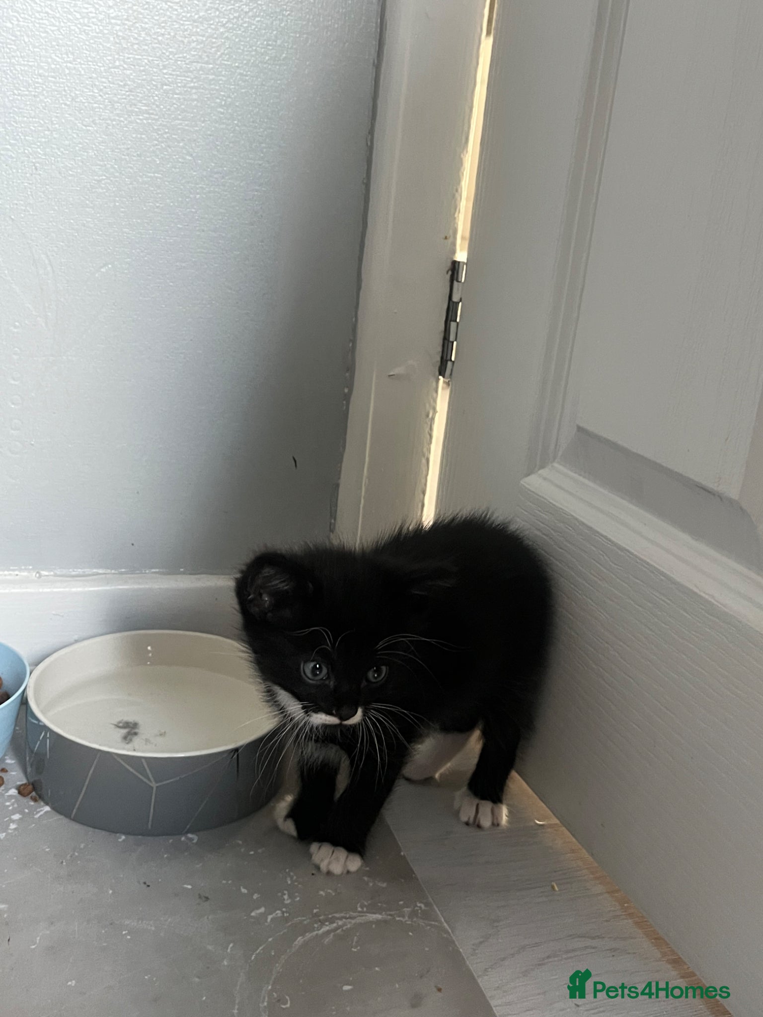 Mixed Breed cats for sale: Adorable playful little girls in Newcastle upon Tyne - Advert 2