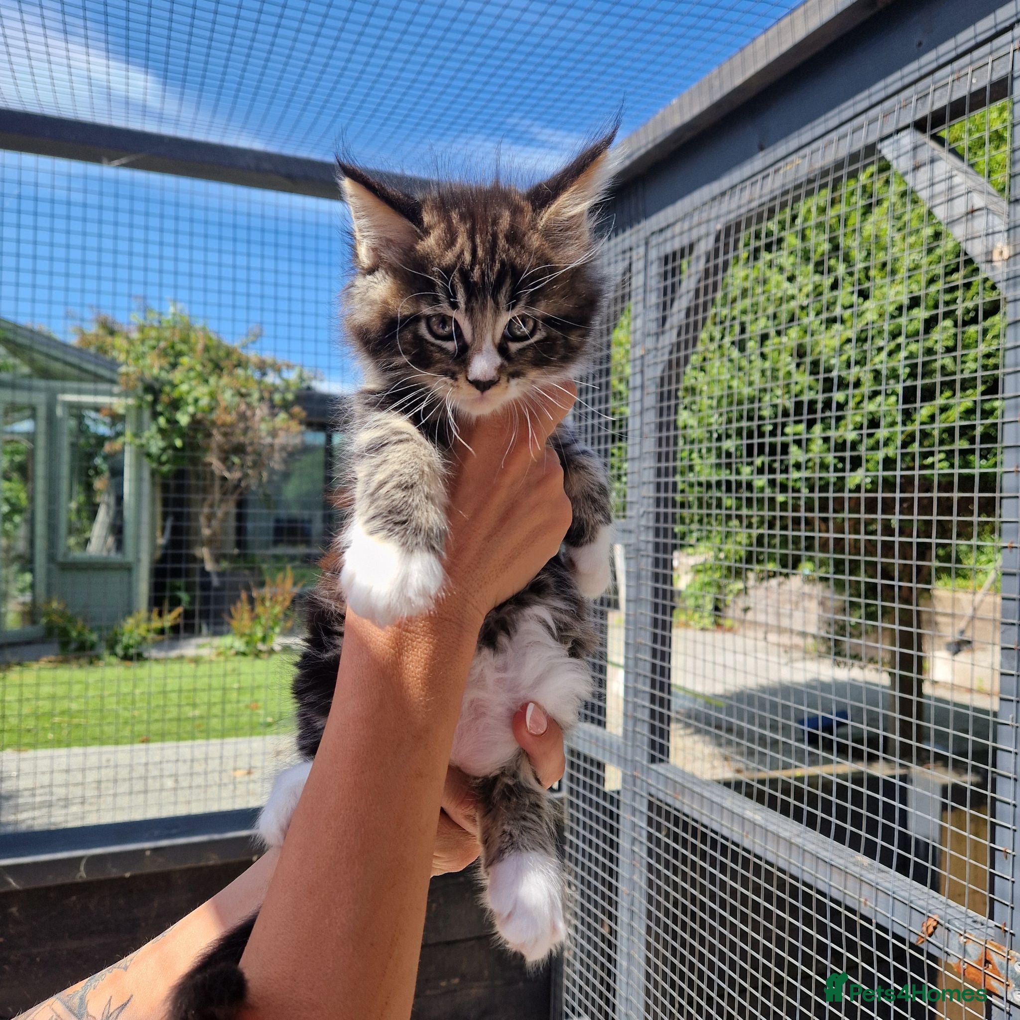 Maine Coon cats Pedigree XL mainecoon kittens  - Advert 1