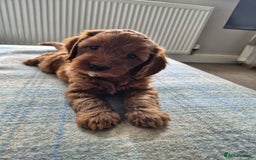 Cockapoo dogs for sale: Cockapoo pups for sale - Image 11