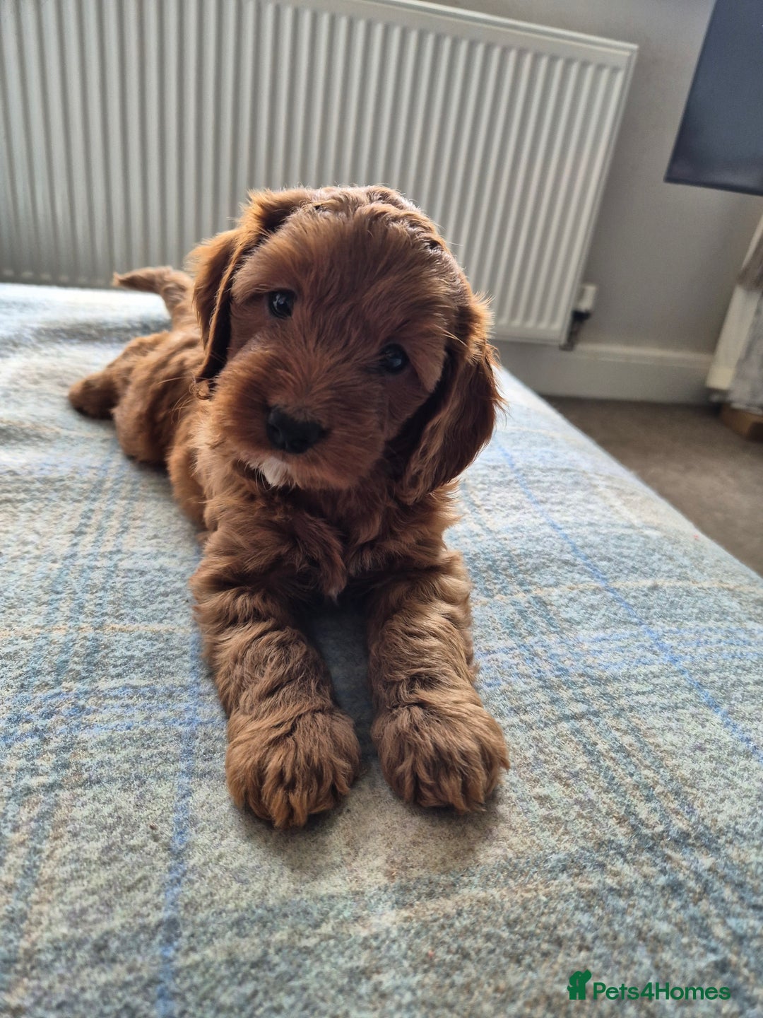 Cockapoo dogs for sale: Cockapoo pups for sale - Image 11