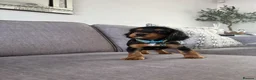 Cocker Spaniel dogs for sale: Beautiful tri coloured cocker spaniel pups   - Advert 12