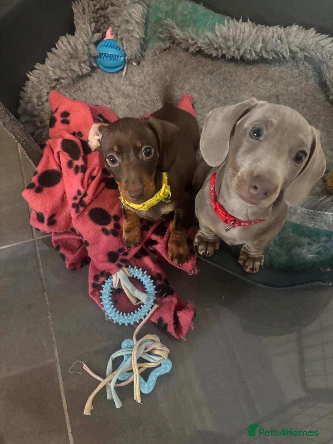 Miniature Dachshund dogs for sale: Miniature smooth hair dachshund  - Advert 5