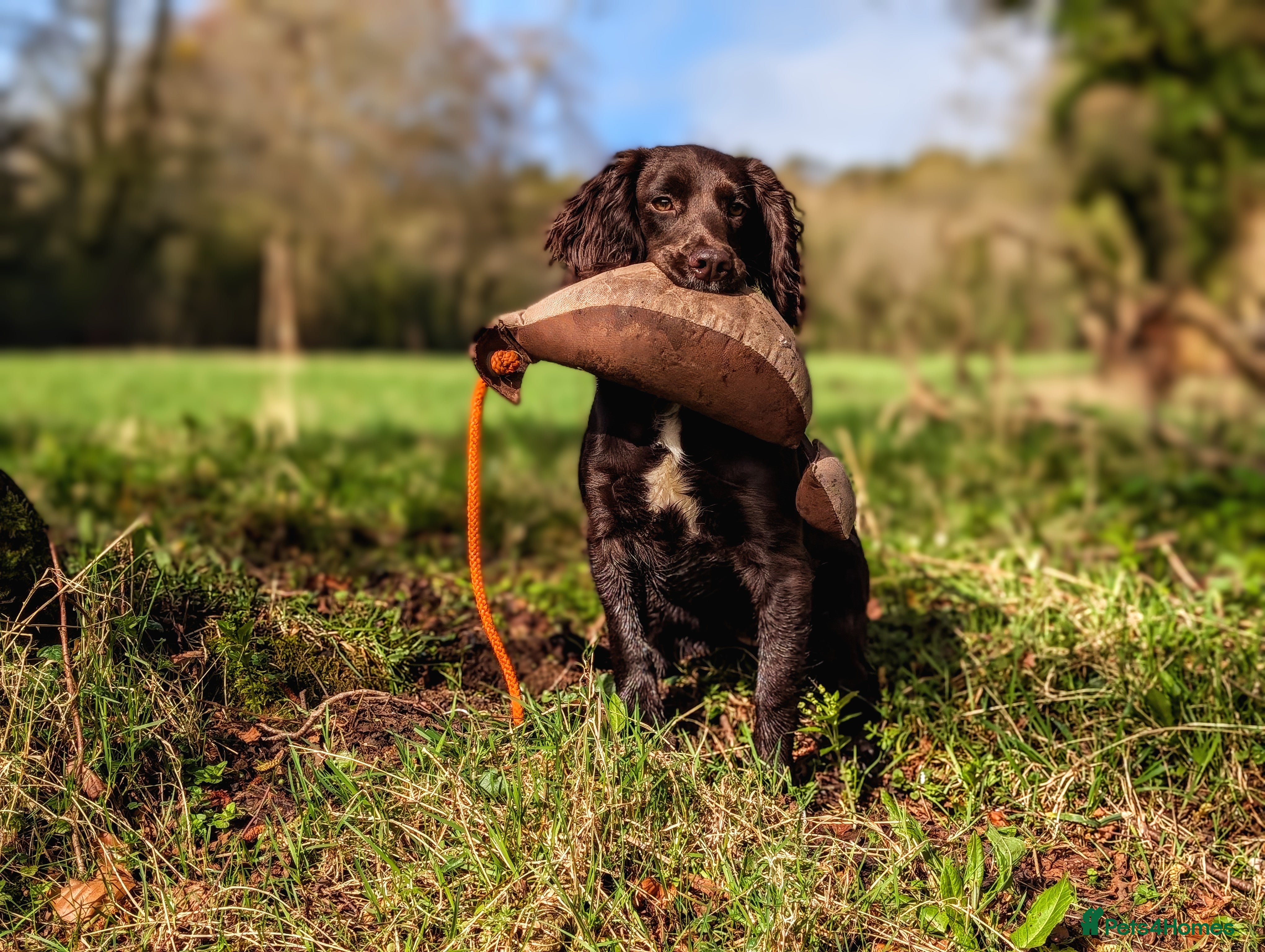 Cocker Spaniel dogs Sort hard to find - Advert 2