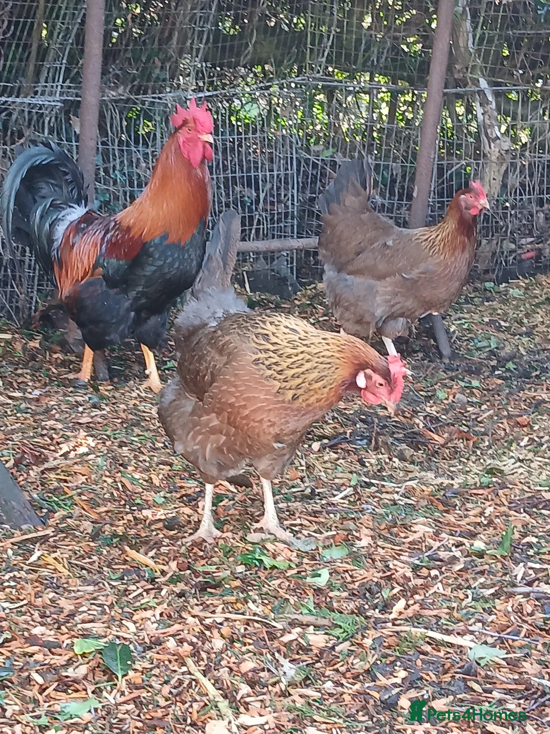 Hens poultry for sale: Trio of Welsummer largefowl 1 Cocketell and 2 Hens - Advert 2