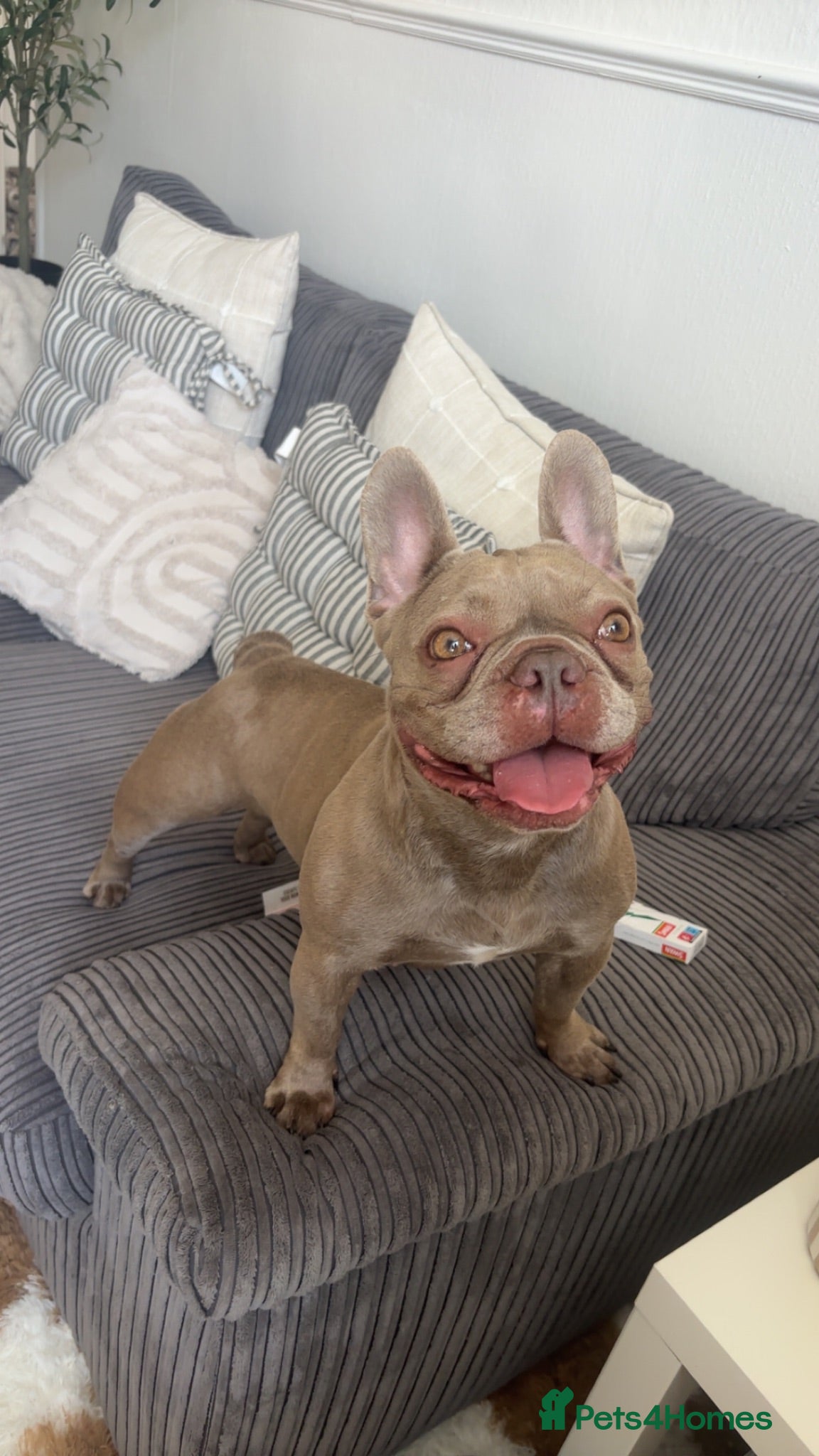 French Bulldog dogs Fendi 4 year old female frenchie  - Advert 1