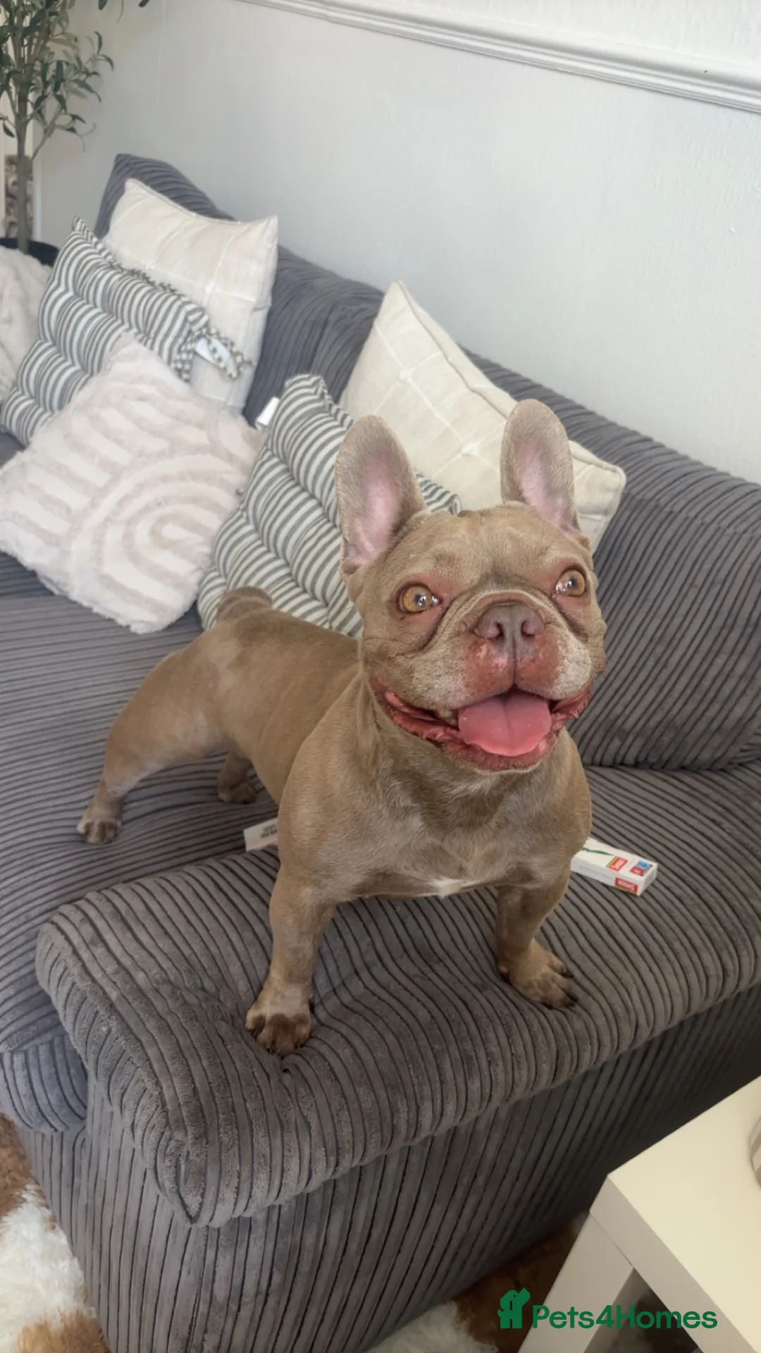 French Bulldog dogs for sale: Fendi 4 year old female frenchie  in Torquay - Advert 1