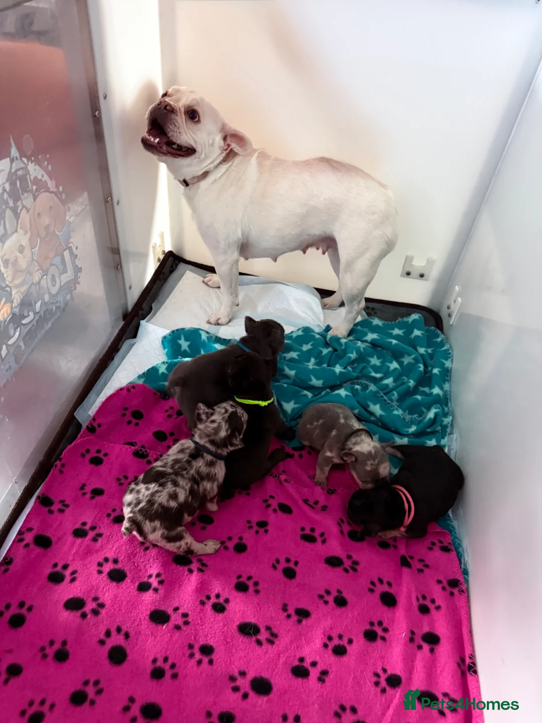 French Bulldog dogs for sale: French bulldogs for sale  - Advert 2