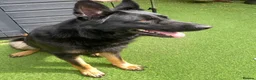 German Shepherd dogs for sale: Bruno German Shepherd  - Advert 8