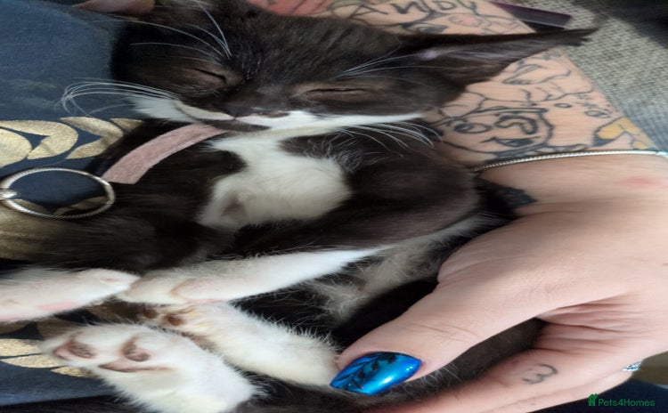 Mixed Breed cats for sale - Advert 2