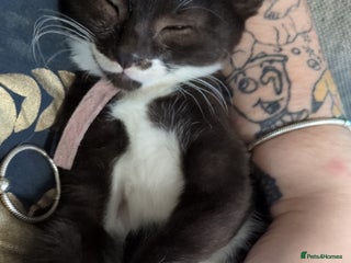 Mixed Breed cats - Advert 36