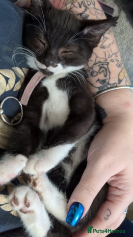 Mixed Breed cats - Advert 6