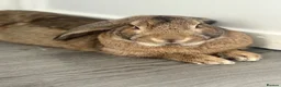 Mixed Breed rabbits for sale: Bunnie for re-homing   in Margate - Advert 4