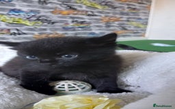 British Shorthair cats for sale: 3 beautiful kittens - Image 11