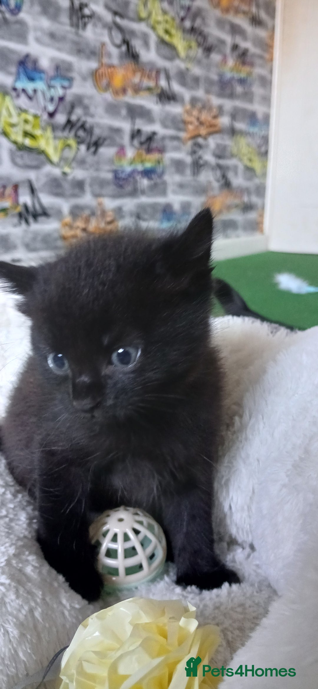 British Shorthair cats for sale: 3 beautiful kittens - Image 11