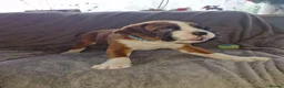 Boxer dogs for sale: 4 k.c boxer puppies ready for there new homes  in Sowerby Bridge - Advert 21
