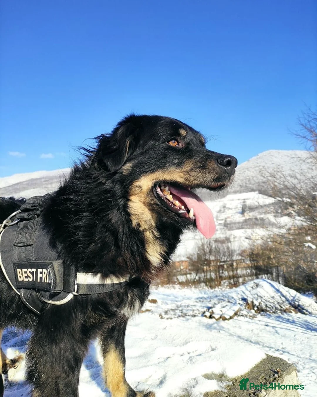 Mixed Breed dogs for adoption: ALEXANDER in Ashford - Advert 5