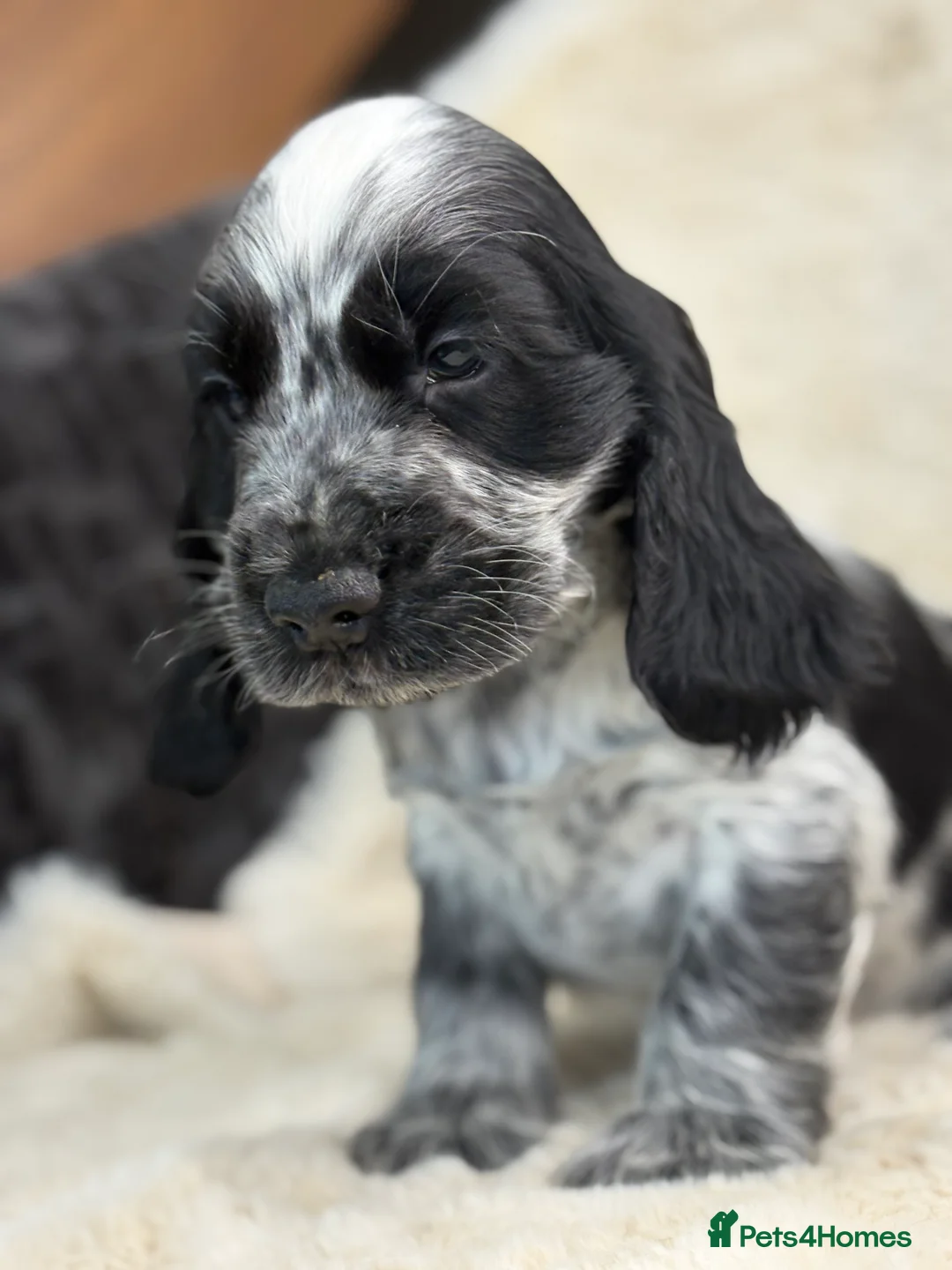 Cocker Spaniel dogs for sale: Beautiful health tested show cocker spaniel pups - Advert 28