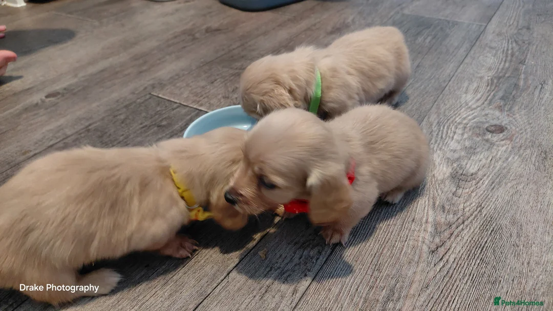Miniature Dachshund dogs for sale: KC Reg. Longhaired Full Cream Mini Dachshunds 💛🐾 - Advert 20