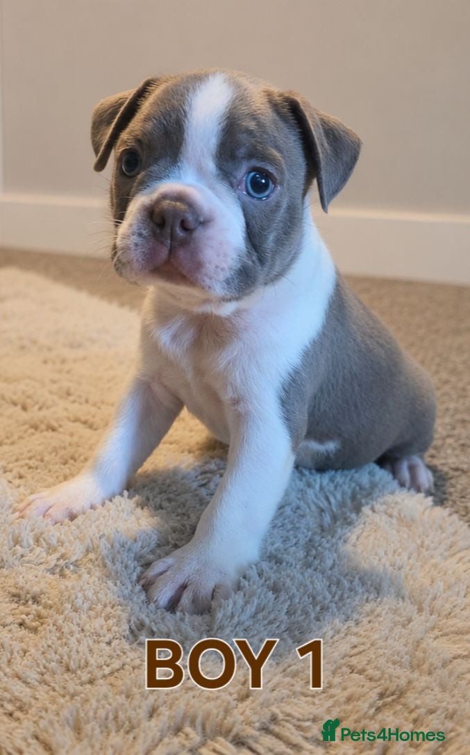 Boston Terrier dogs 🌸 Blossom's Beautiful Bostons 🌸  - Advert 2