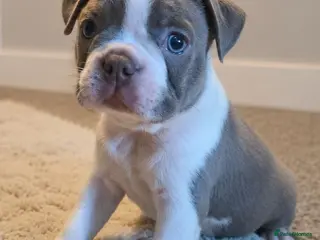 Boston Terrier dogs 🌸 Blossom's Beautiful Bostons 🌸 - Advert 2