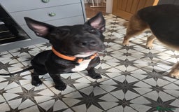 English Bull Terrier dogs for sale: English bull terrier WORKING LINES - Image 2