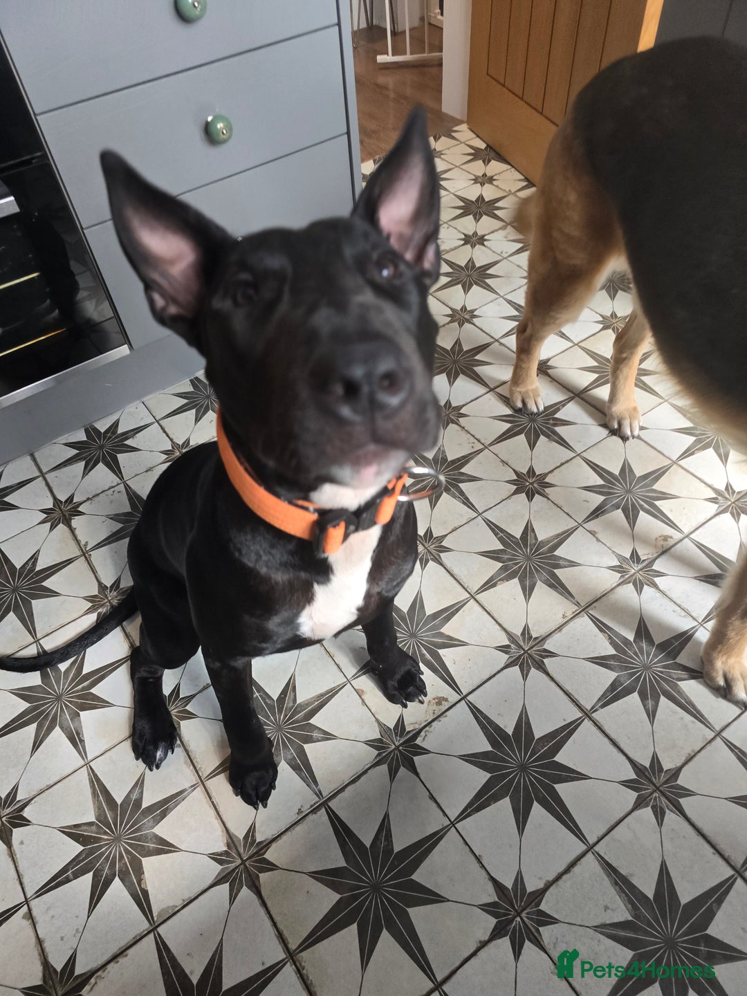 English Bull Terrier dogs for sale: English bull terrier WORKING LINES - Image 2