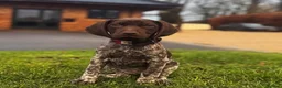German Shorthaired Pointer dogs for sale: Exceptional KC German Shorthair Puppies  - Advert 5