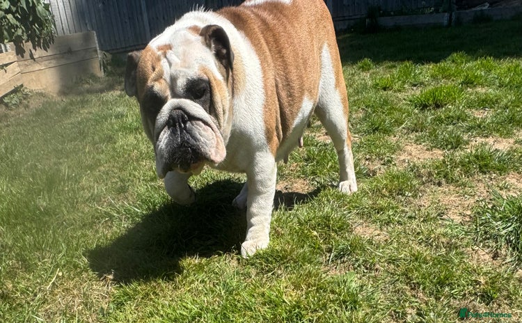 English Bulldog dogs - Advert 1