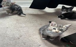 Domestic Shorthair cats for sale: 3 female kittens  - Image 5