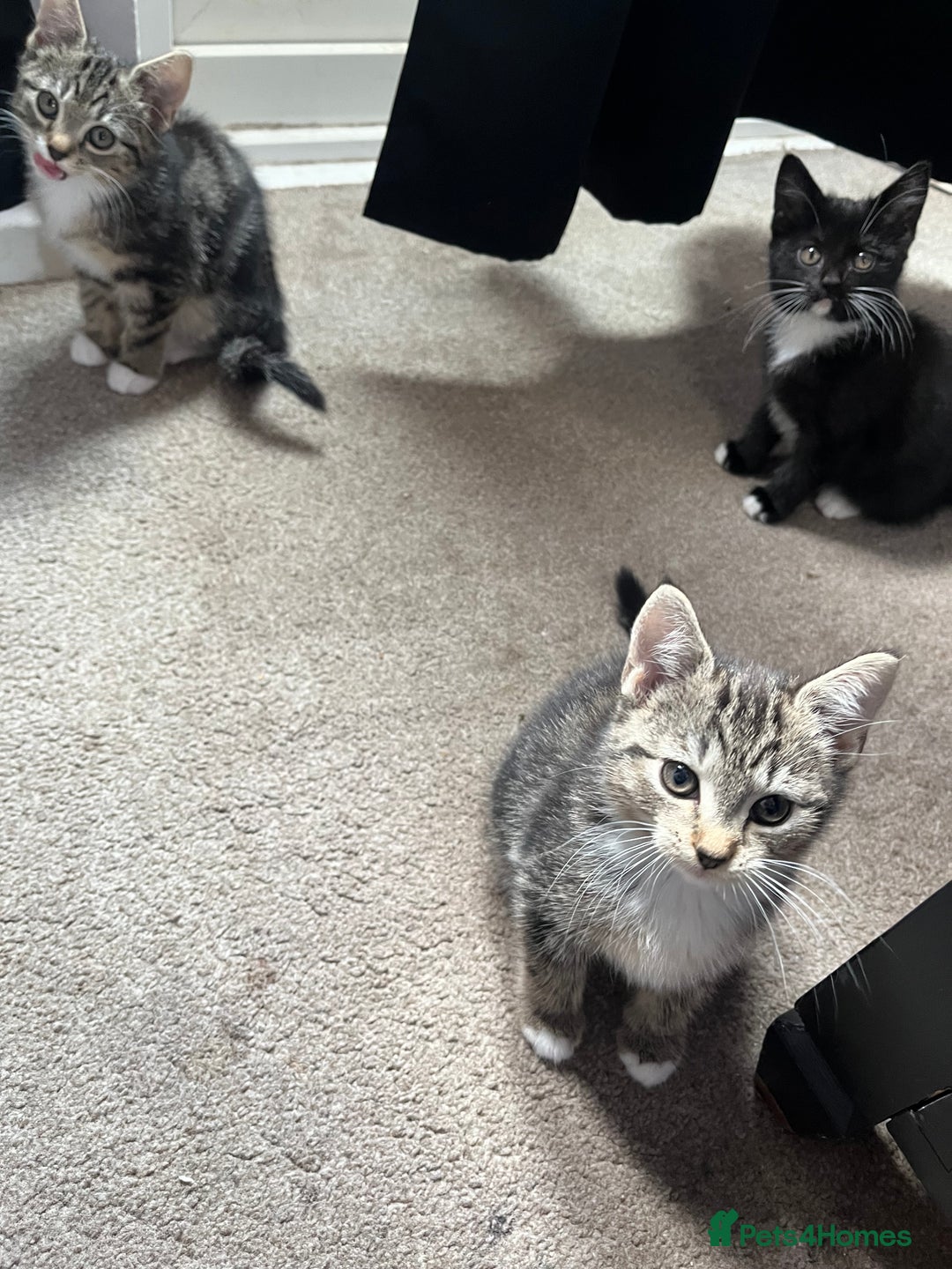 Domestic Shorthair cats for sale: 3 female kittens  - Image 5