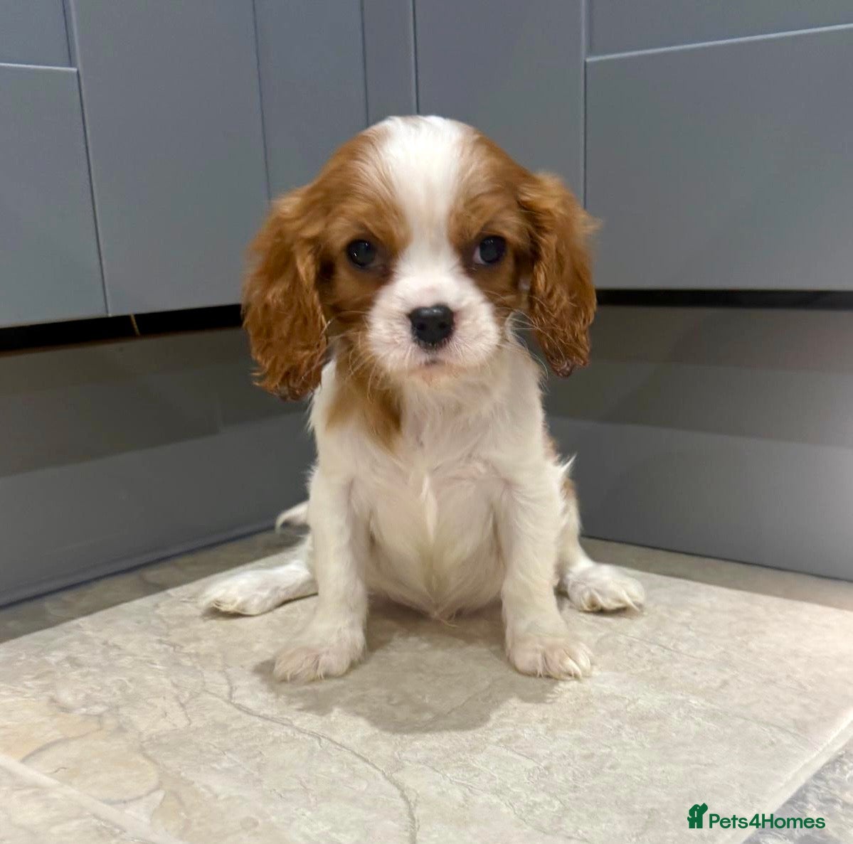Cavalier King Charles Spaniel dogs KC Cavalier King Charles Spaniel 🧬 Tested Parents - Advert 17