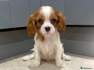 Cavalier King Charles Spaniel dogs KC Cavalier King Charles Spaniel 🧬 Tested Parents - Advert 12