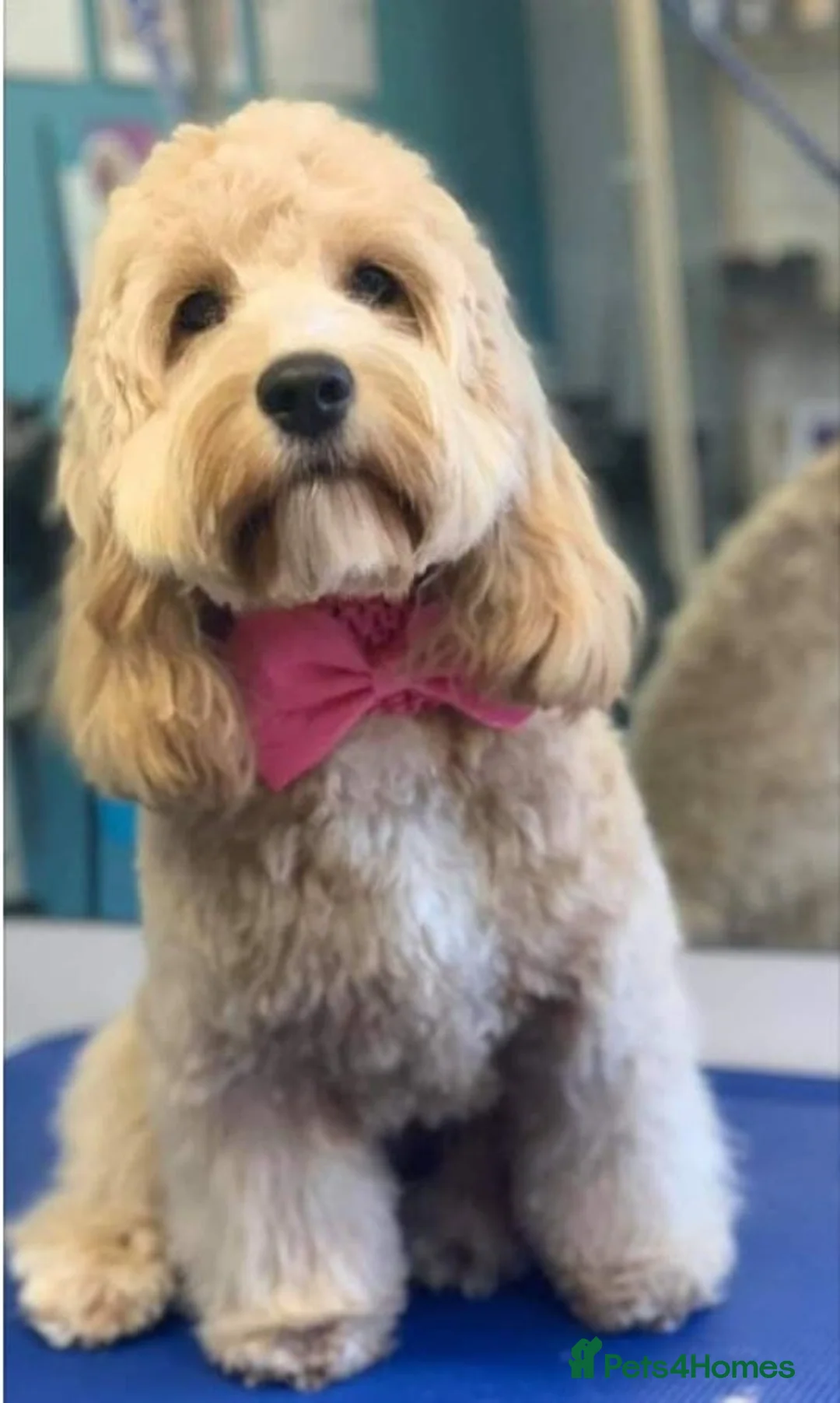 Cockapoo dogs for sale: Gorgeous Cockapoo F1B  in Chester - Advert 2