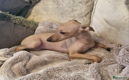 Italian Greyhound dogs for sale: KC reg  Italian greyhound puppies  - Image 7