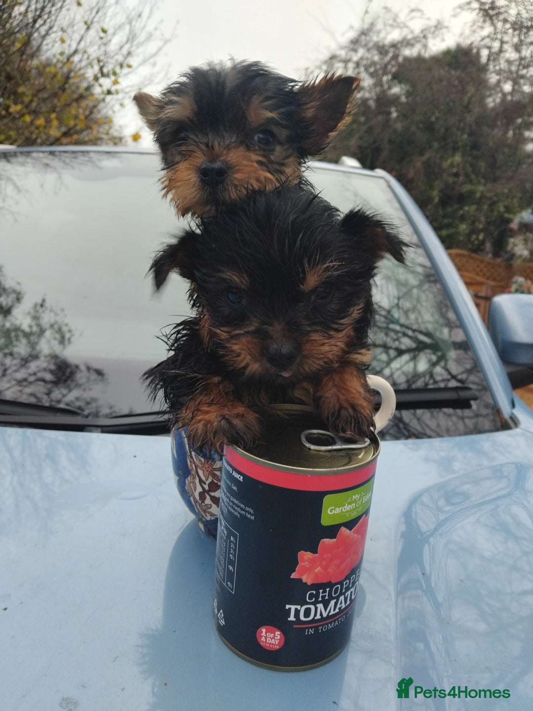 Yorkshire Terrier dogs for sale: Yorkshire puppies, 9 week cold  **  size. Two li - Advert 8