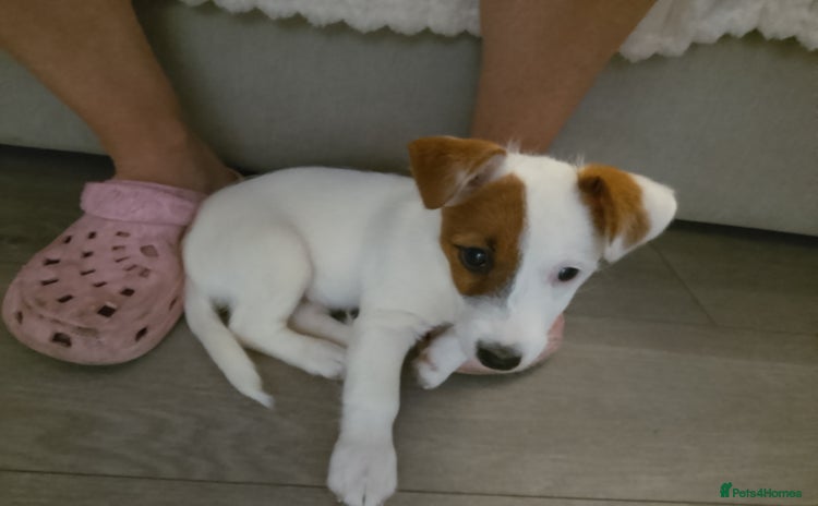 Jack Russell dogs - Advert 1