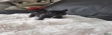 Chihuahua Puppy 3