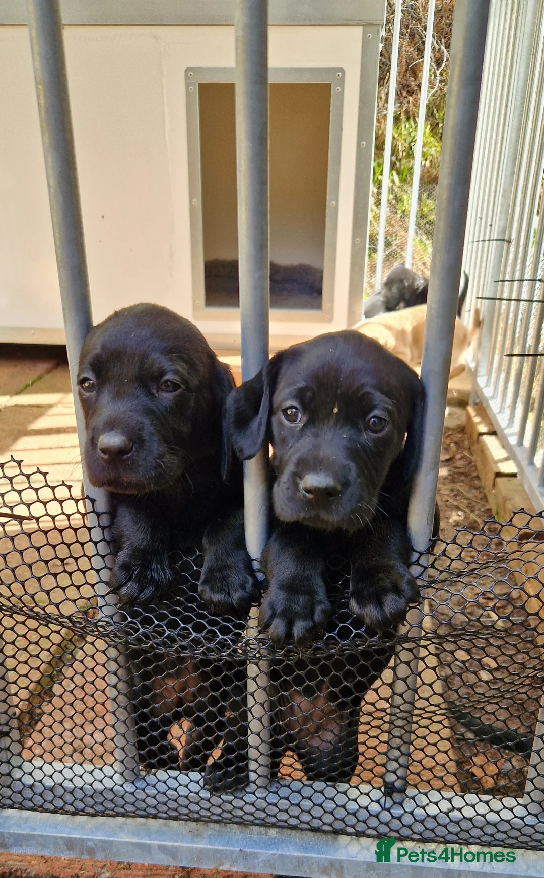 Mixed Breed dogs for sale: Vizsla X Lab in Grantown-on-Spey - Advert 6