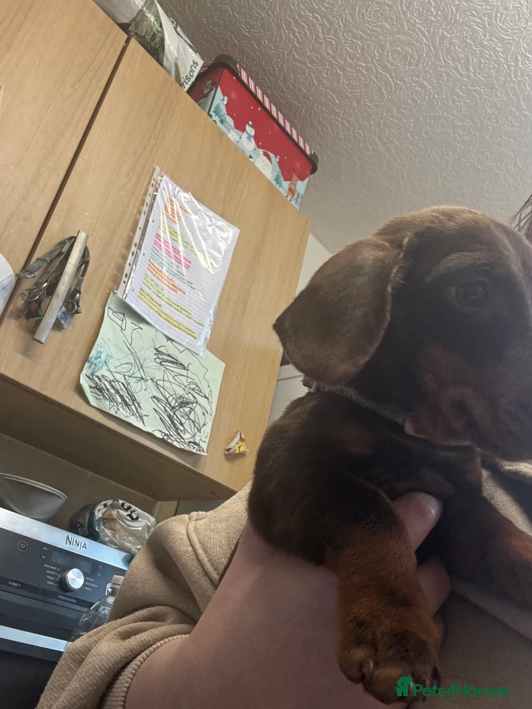 Miniature Dachshund dogs for sale: Lilly miniature dachshund  - Advert 3