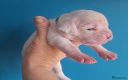 Boxer dogs for sale: Reduced last pup. Stunning Pedigree Boxer  - Advert 8