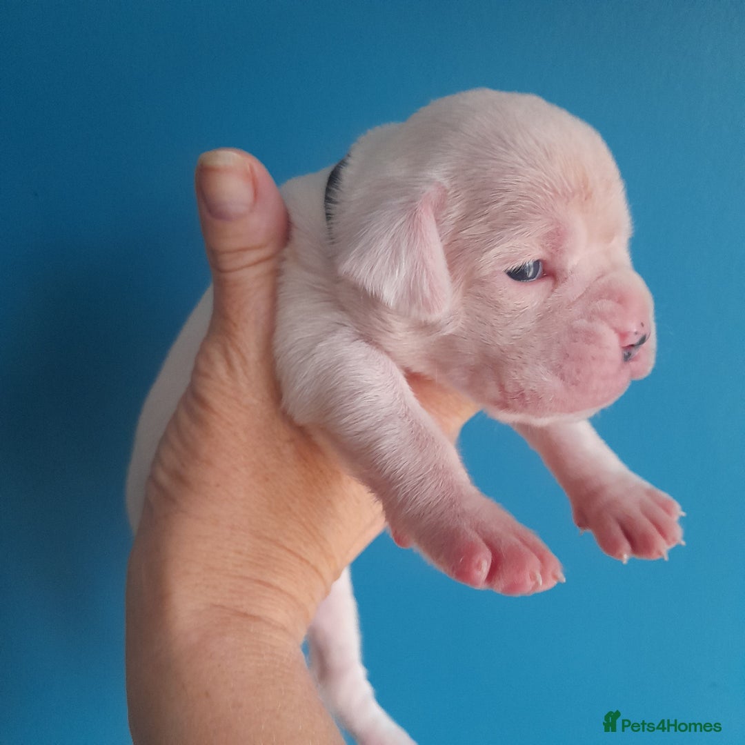 Boxer dogs for sale: Reduced last pup. Stunning Pedigree Boxer  - Advert 8