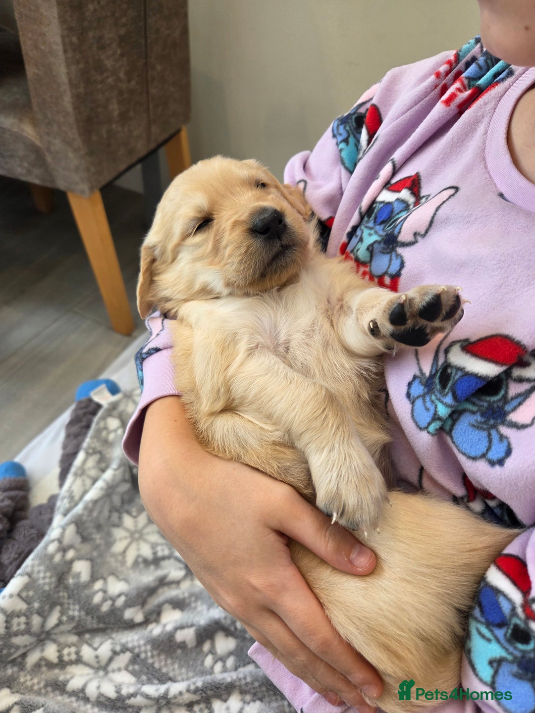 Golden Retriever dogs for sale: KC registered Beautiful Golden retriever puppies  - Advert 29