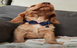 Cocker Spaniel dogs for sale: 🔥LAST TWO BOYS LEFT!🔥 KC SHOW COCKER SPANIEL  - Image 20