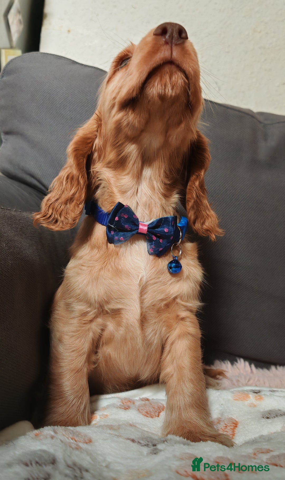 Cocker Spaniel dogs for sale: 🔥LAST TWO BOYS LEFT!🔥 KC SHOW COCKER SPANIEL  - Image 20