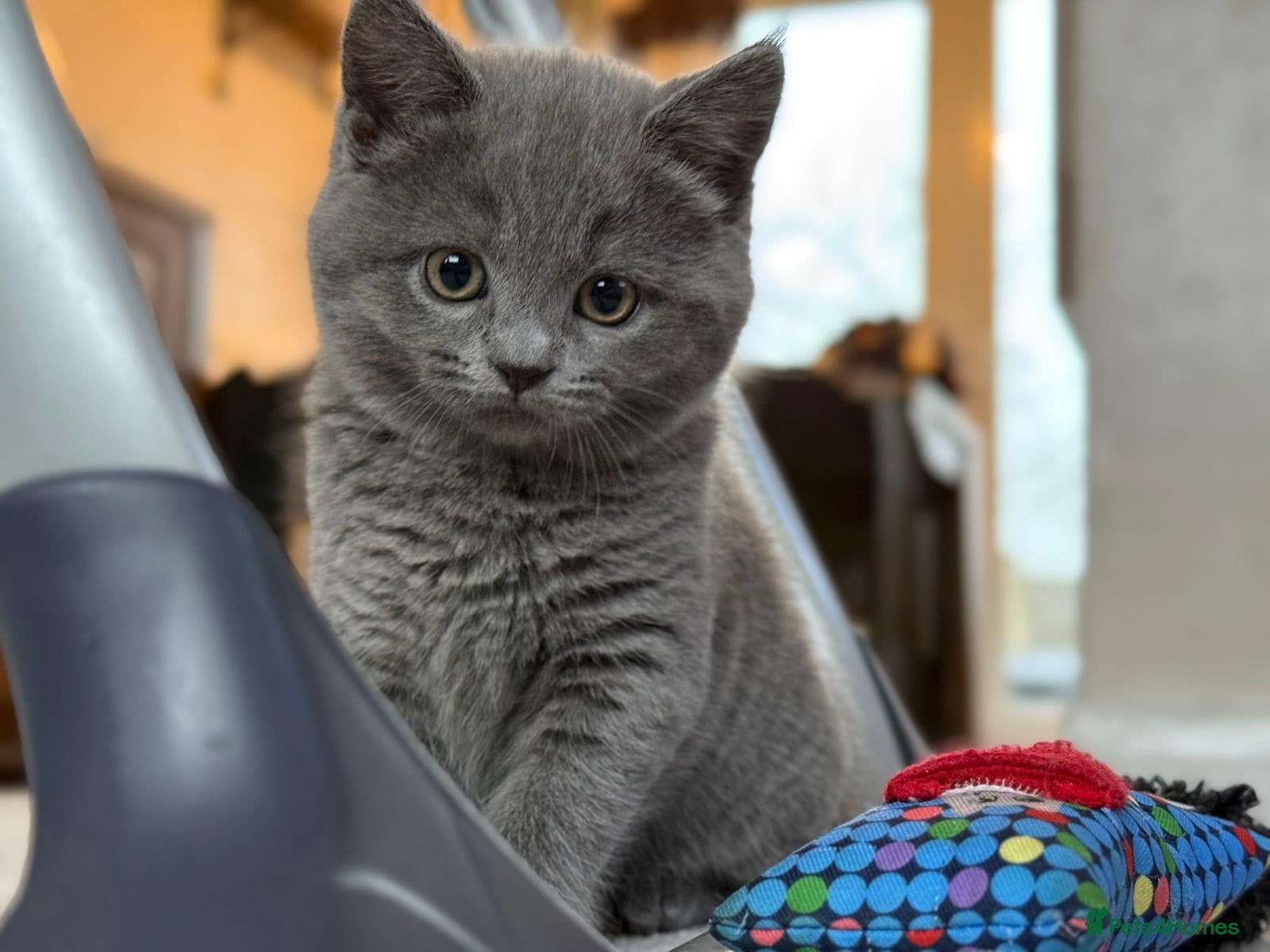 British Shorthair cats BSH x Ragamuffin Kittens - Advert 14