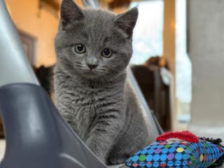 British Shorthair cats BSH x Ragamuffin Kittens - Advert 13