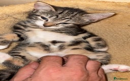 Mixed Breed cats for sale: Tabby Turkish angora - Image 4